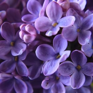 Timeless Beauty: Floral Arrangements in Glass Bottles